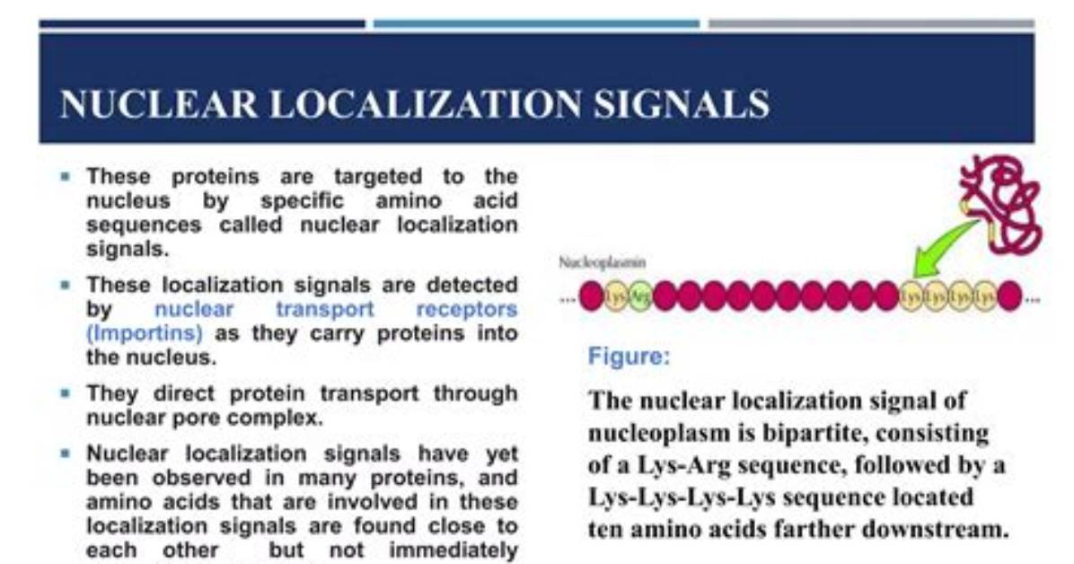 Why Are Nuclear Localization Signals Not Cleaved