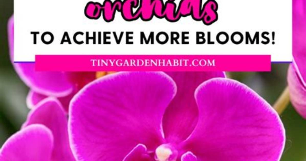 Why Are Orchids So Expensive