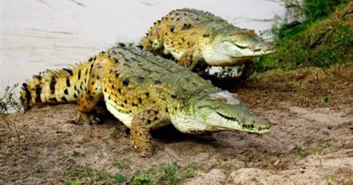 Why Are Orinoco Crocodiles Endangered?