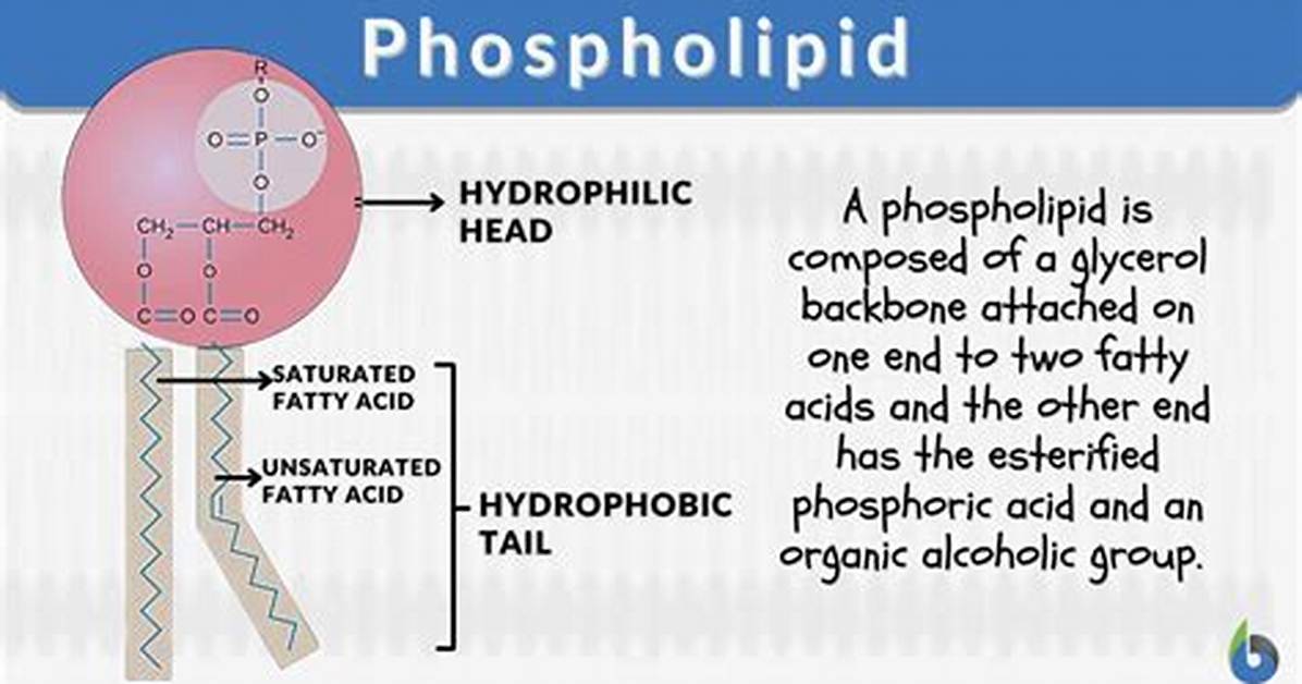 Why Are Phospholipids Not Essential Nutrients?
