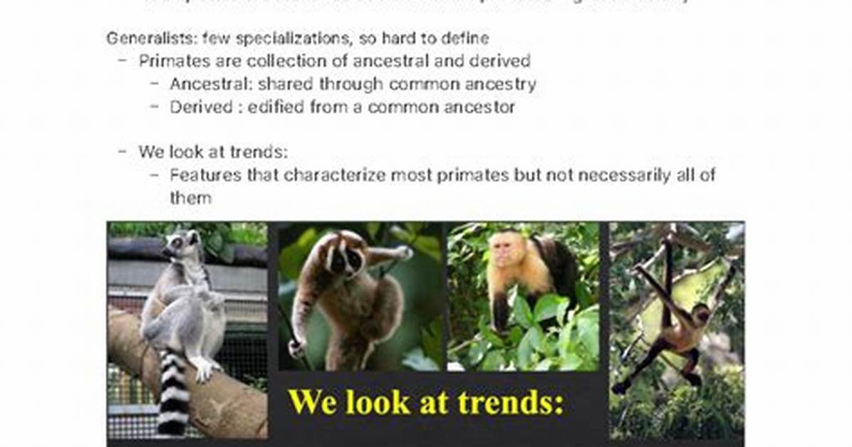 Why Are Primates Social? - Lisbd-Net. Com
