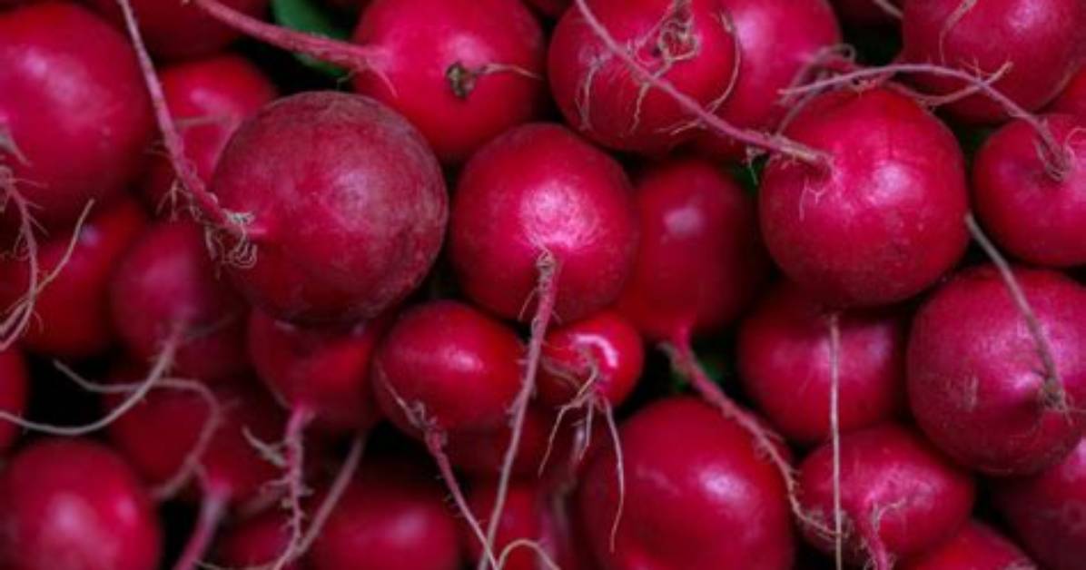 Why Are Radishes Spicy? | Contextresponse. Com