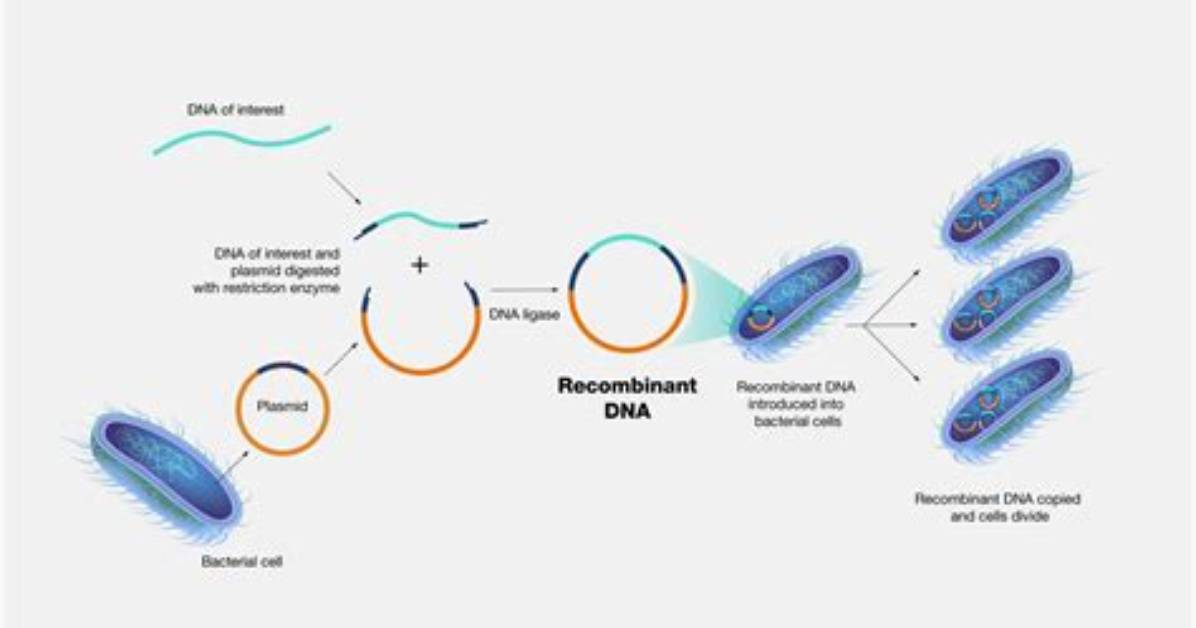 Why Are Recombinant Cell?