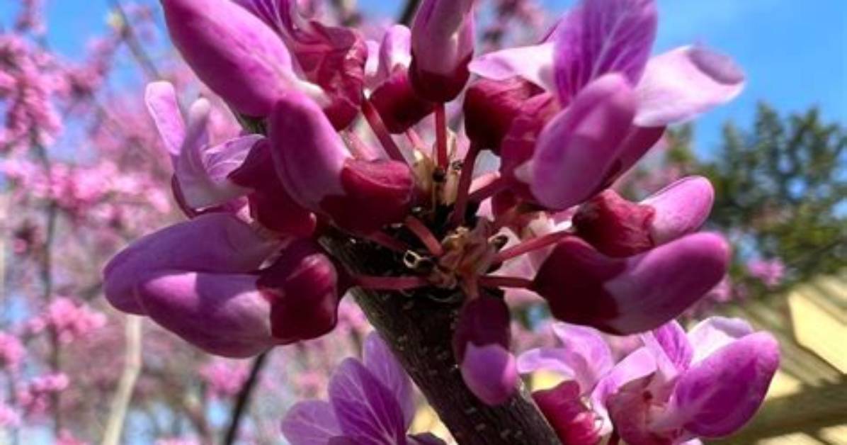 Why Are Redbuds Called Redbuds?