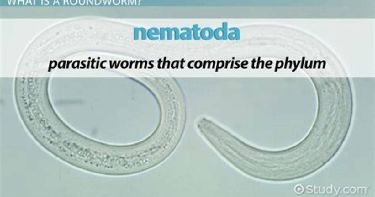 Why Are Roundworms Called Roundworms