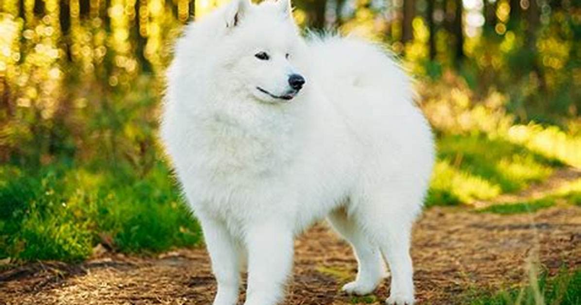 Why Are Samoyed Expensive?