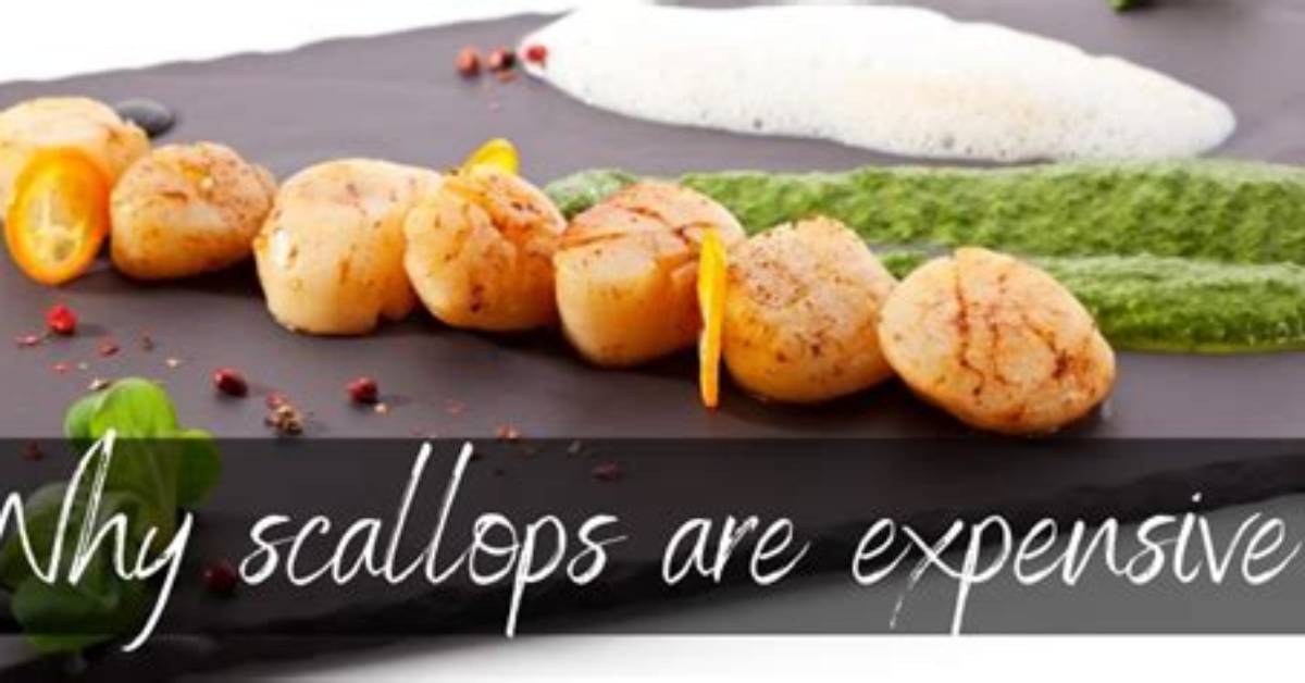 Why Are Scallops So Expensive?