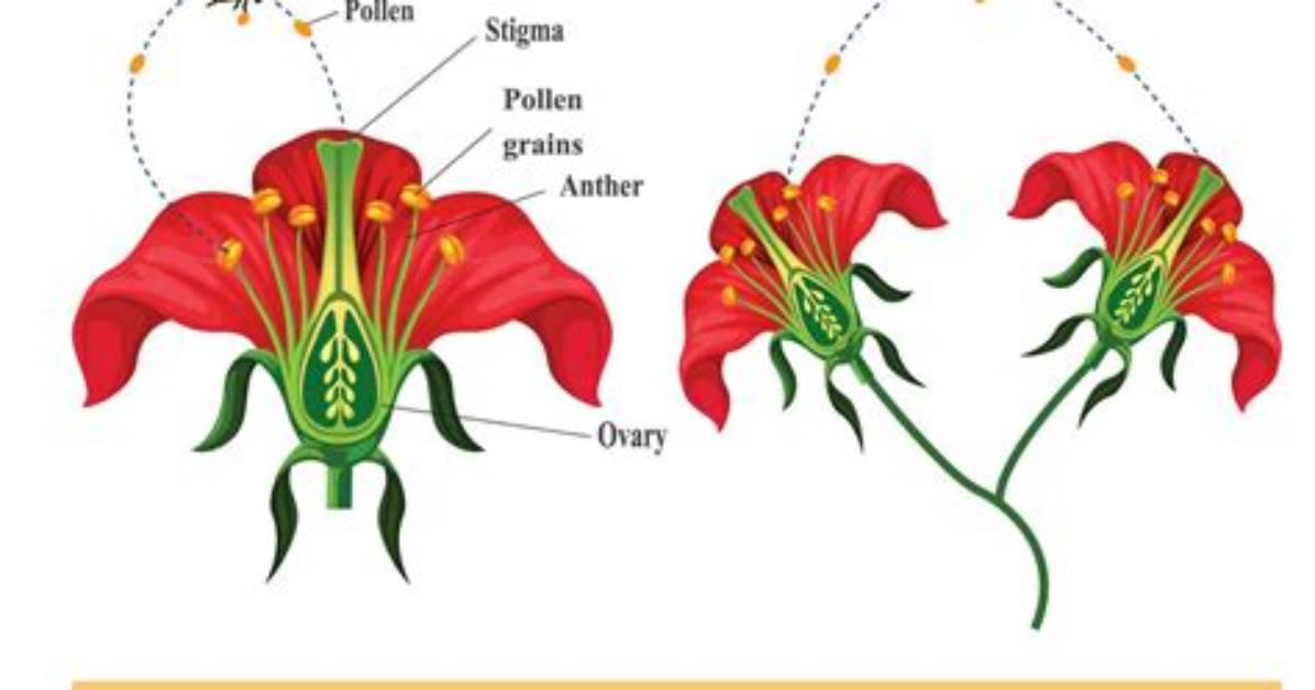 Why Are Self Pollinating Plants Good?