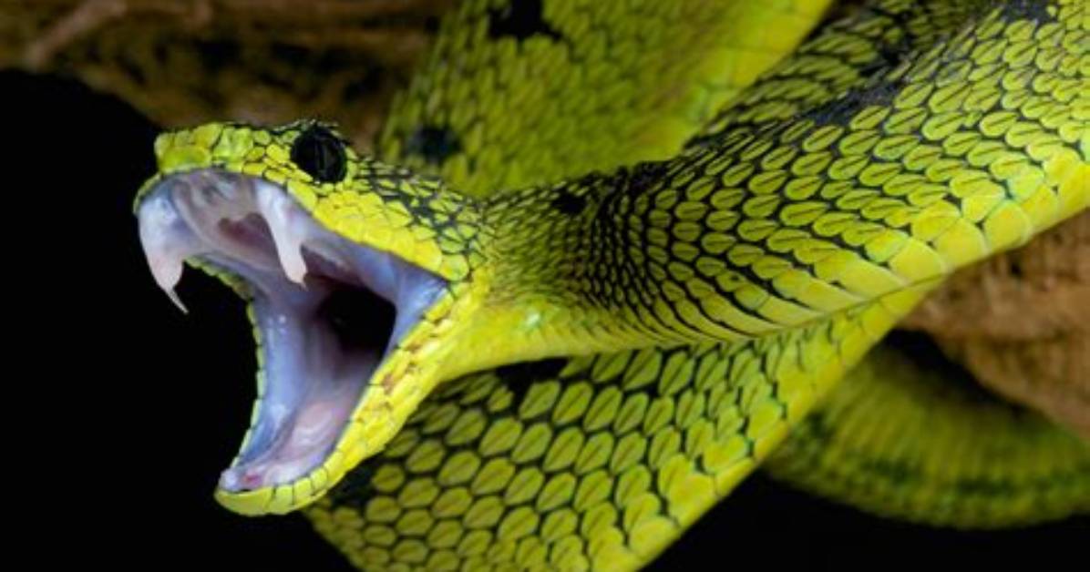 Why Are Snakes So Dangerous?