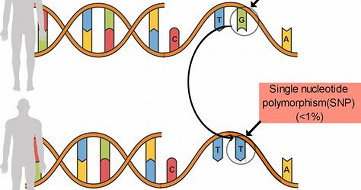 Why Are Snps (Single Nucleotide Polymorphisms) Important?