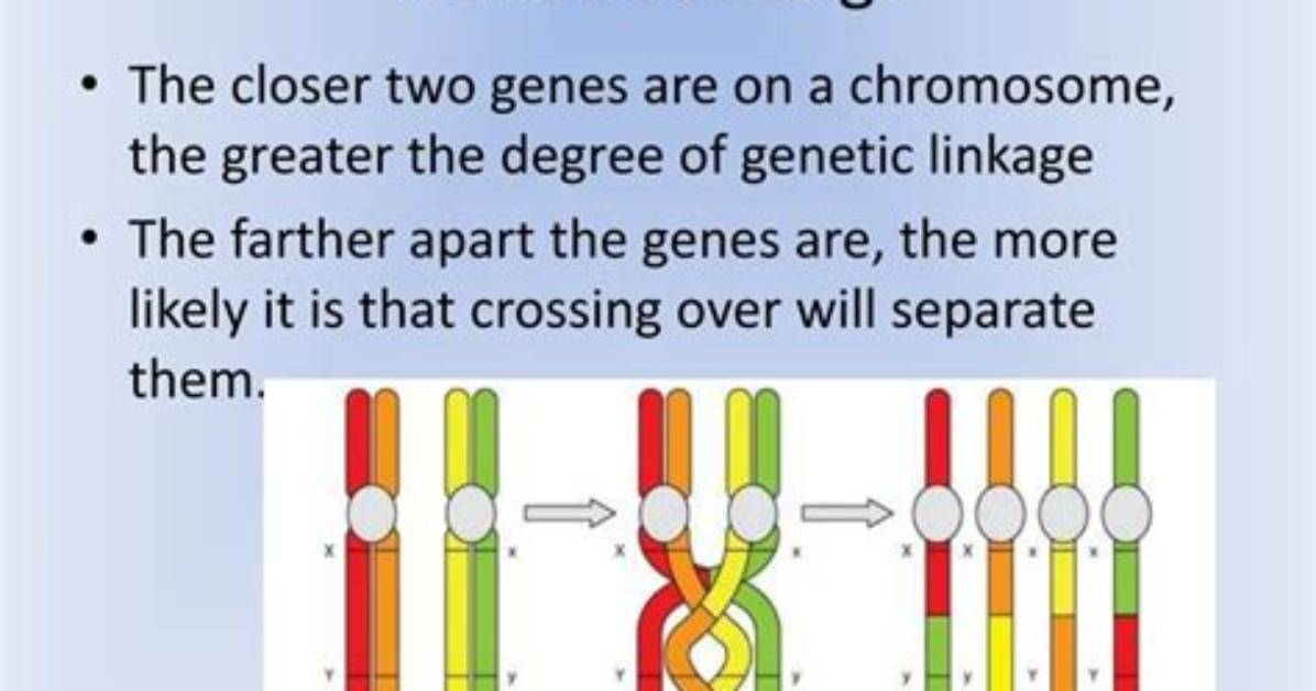 Why Are Some Genes Linked