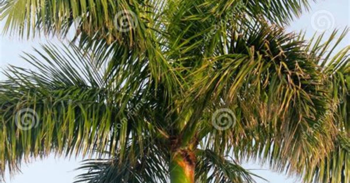 Why Are Some Palm Tree Trunks Smooth