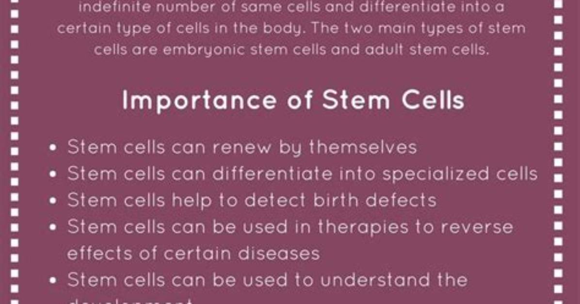 Why Are Stem Cells Important Brainly