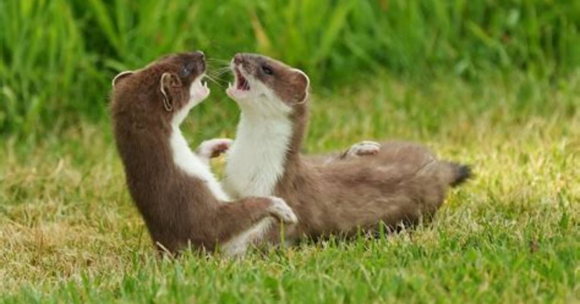 Why Are Stoats Illegal?