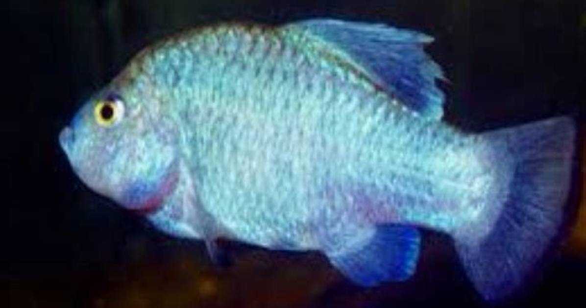 Why Are Tecopa Pupfish Extinct?