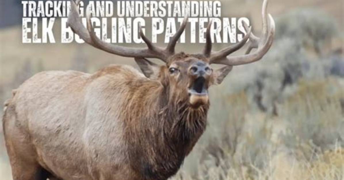 Why Are the Elk Not Bugling?