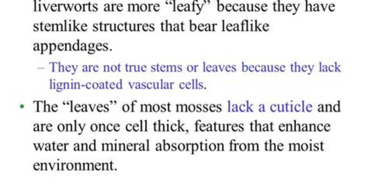 Why Are the Leaflike and Stemlike Structures?