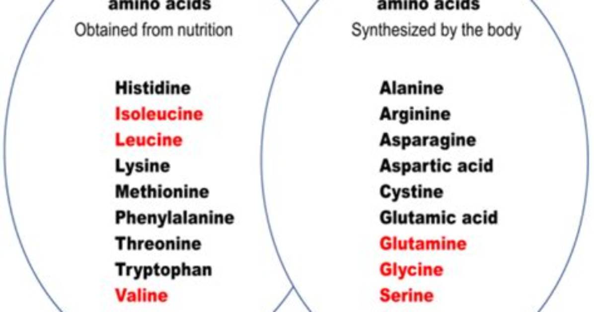 Why Are They Called Essential Amino Acids?