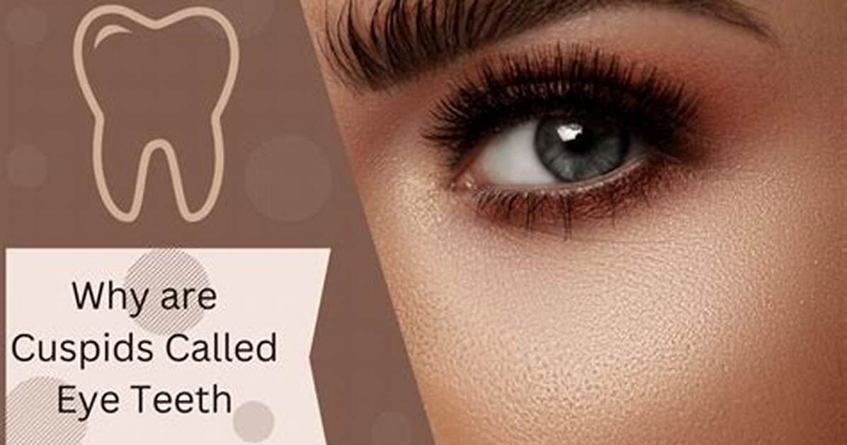 Why Are They Called Eye Teeth?