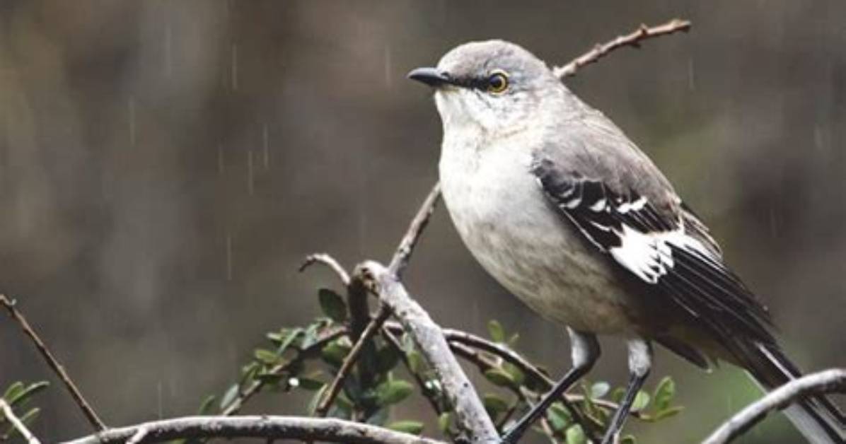 Why Are They Called Mockingbirds?
