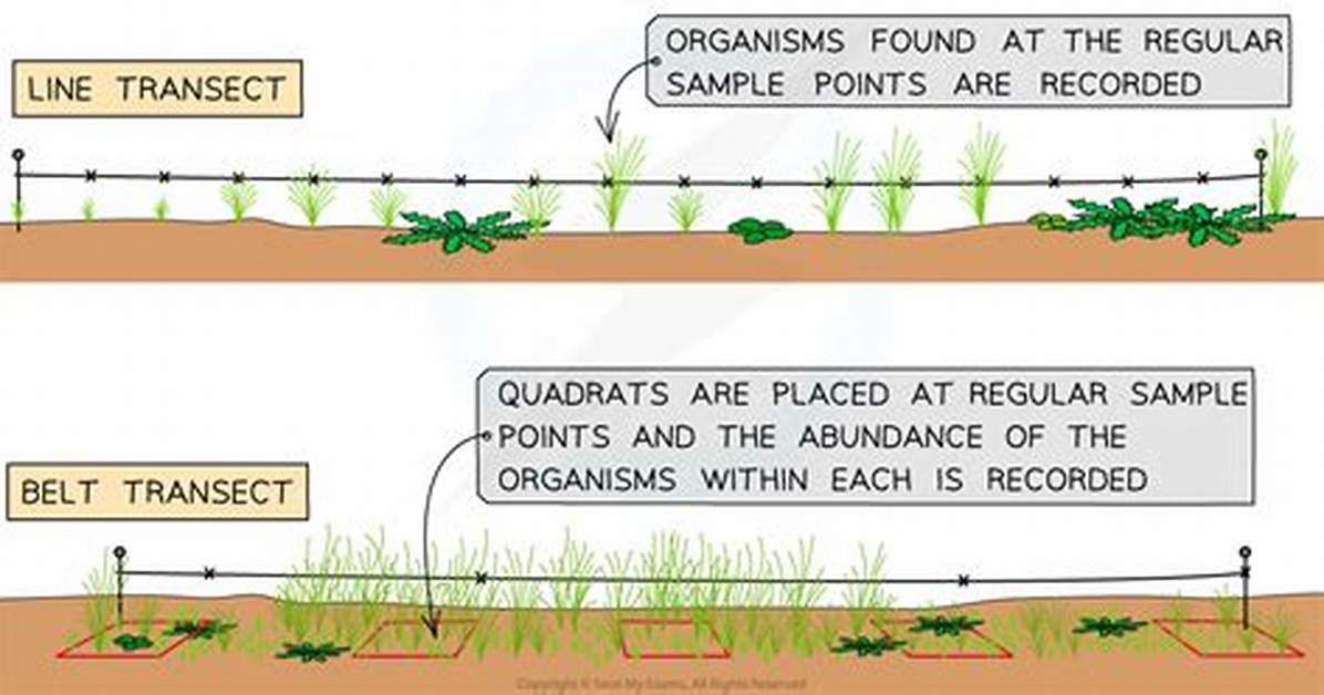 Why Are Transects Used?