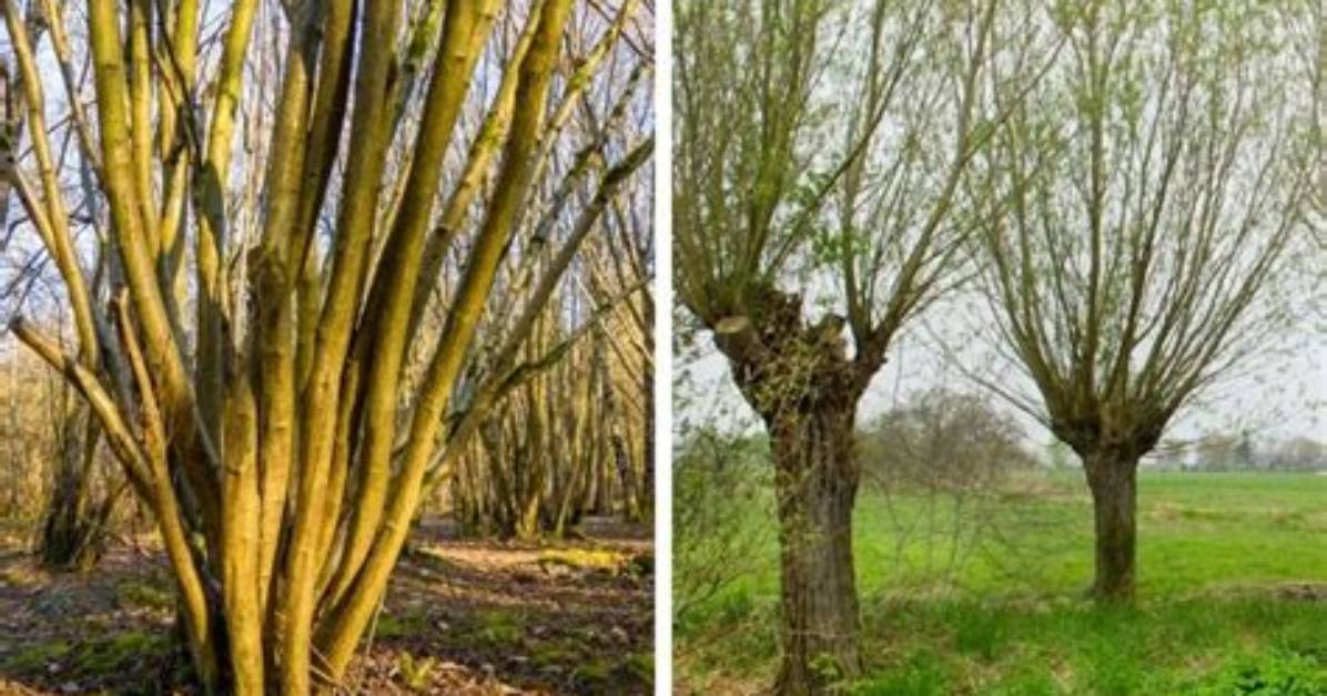 Why Are Trees Coppiced?