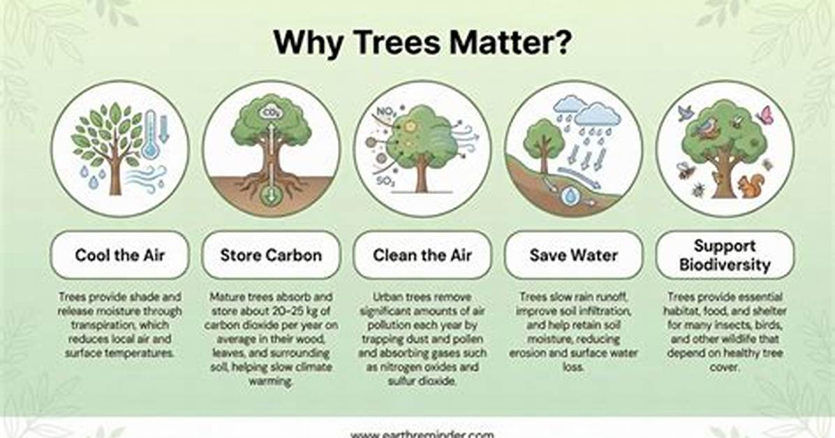 Why Are Trees Thin