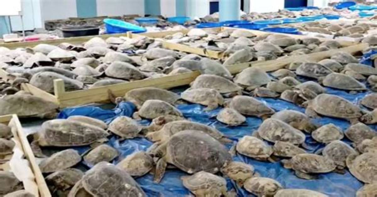 Why Are Turtles Smuggled?