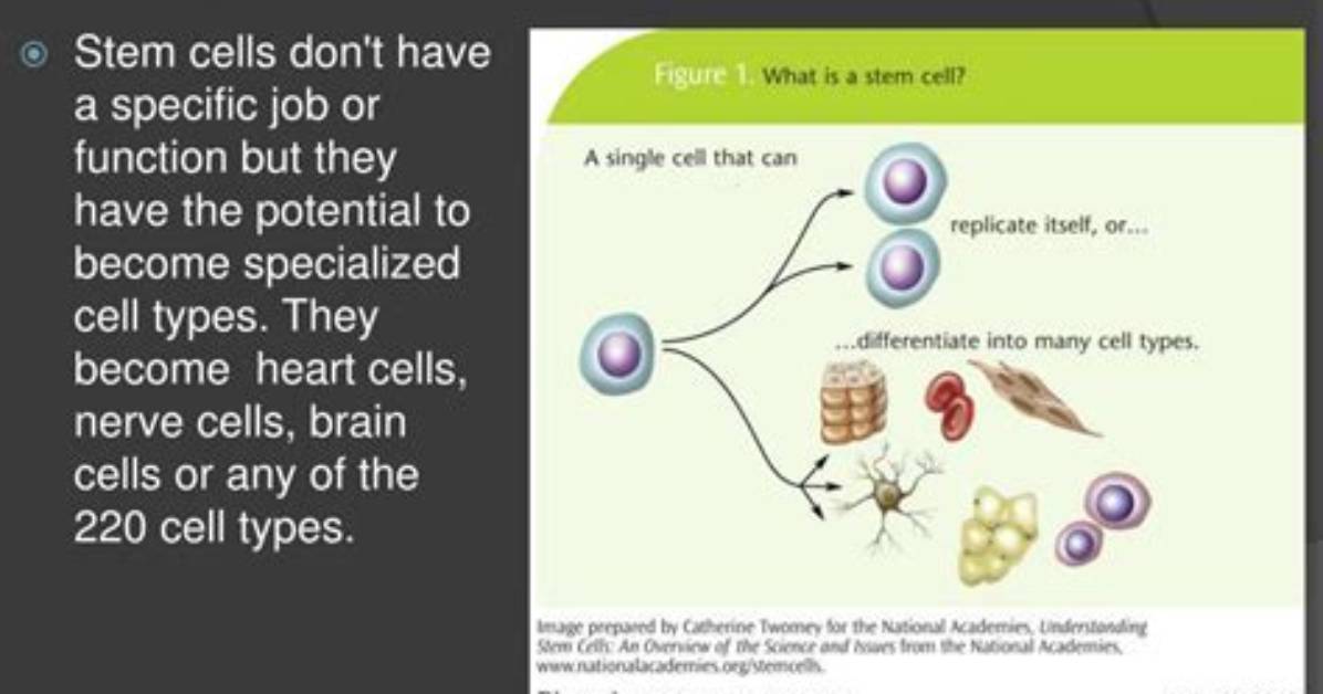Why Are Unspecialized Cells?