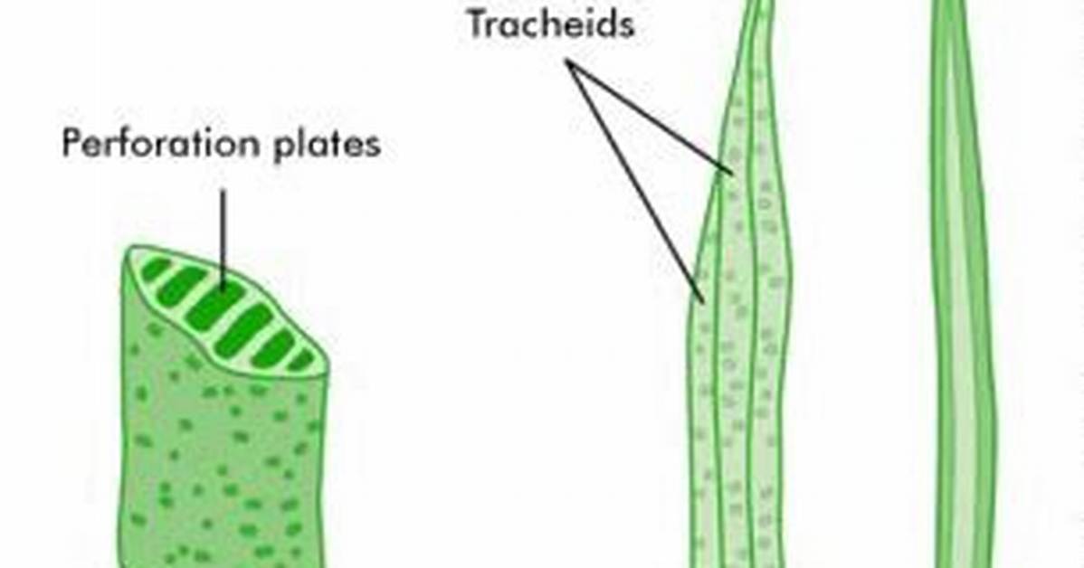 Why Are Vessels More Efficient Than Tracheids?