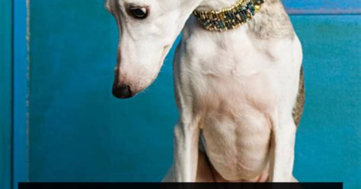 Why Are Whippets So Cuddly