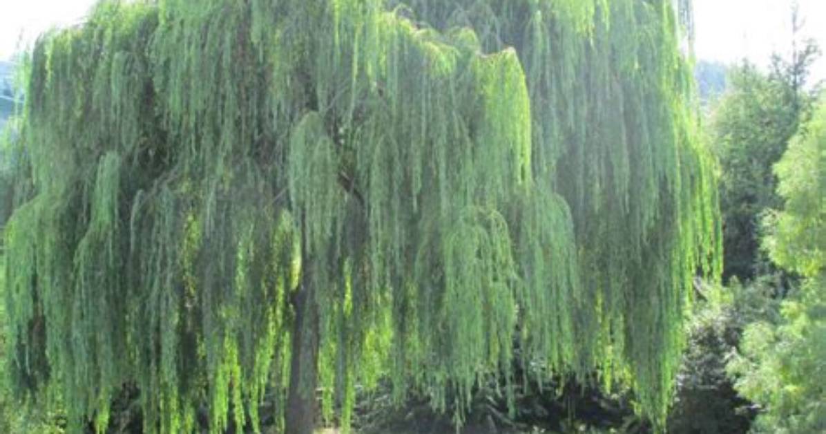 Why Are Willow Trees Bad
