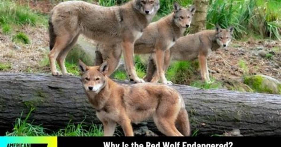 Why Are Wolves Endangered?