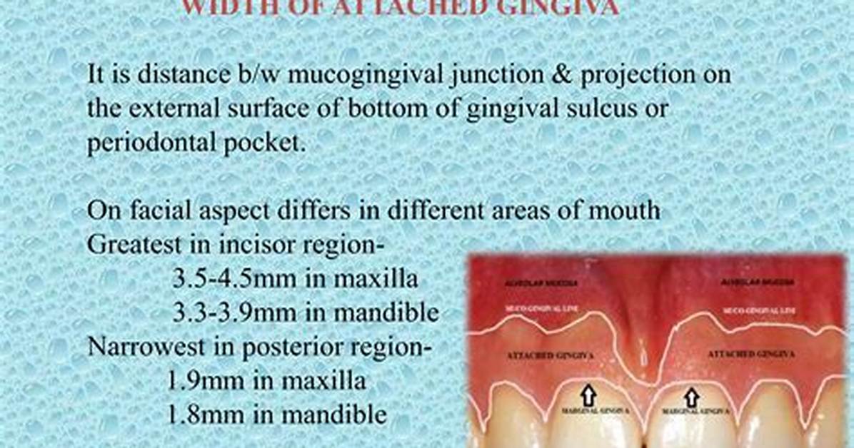 Why Attached Gingiva Width Increases with Age?