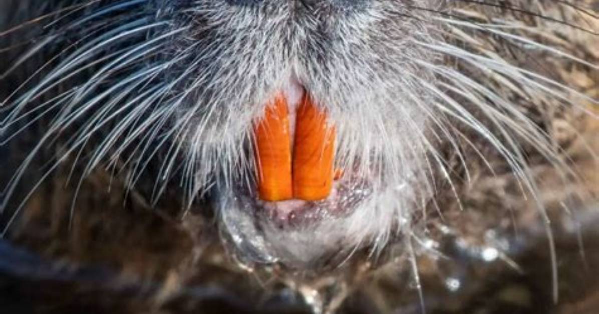 Why Beavers Have Orange Teeth?