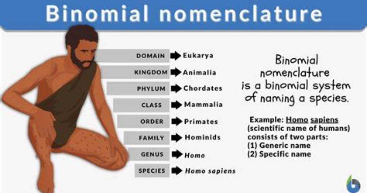 Why Binomial Nomenclature Is Important?