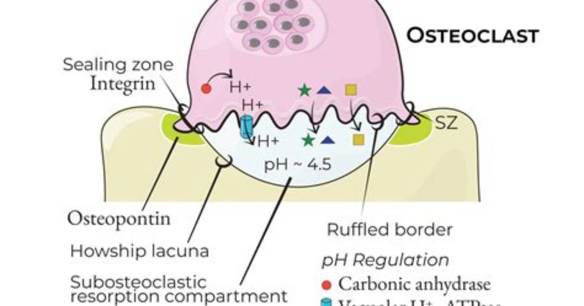 Why Bone Resorption Is Required?