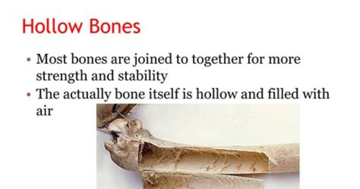 Why Bones Are Hollow?
