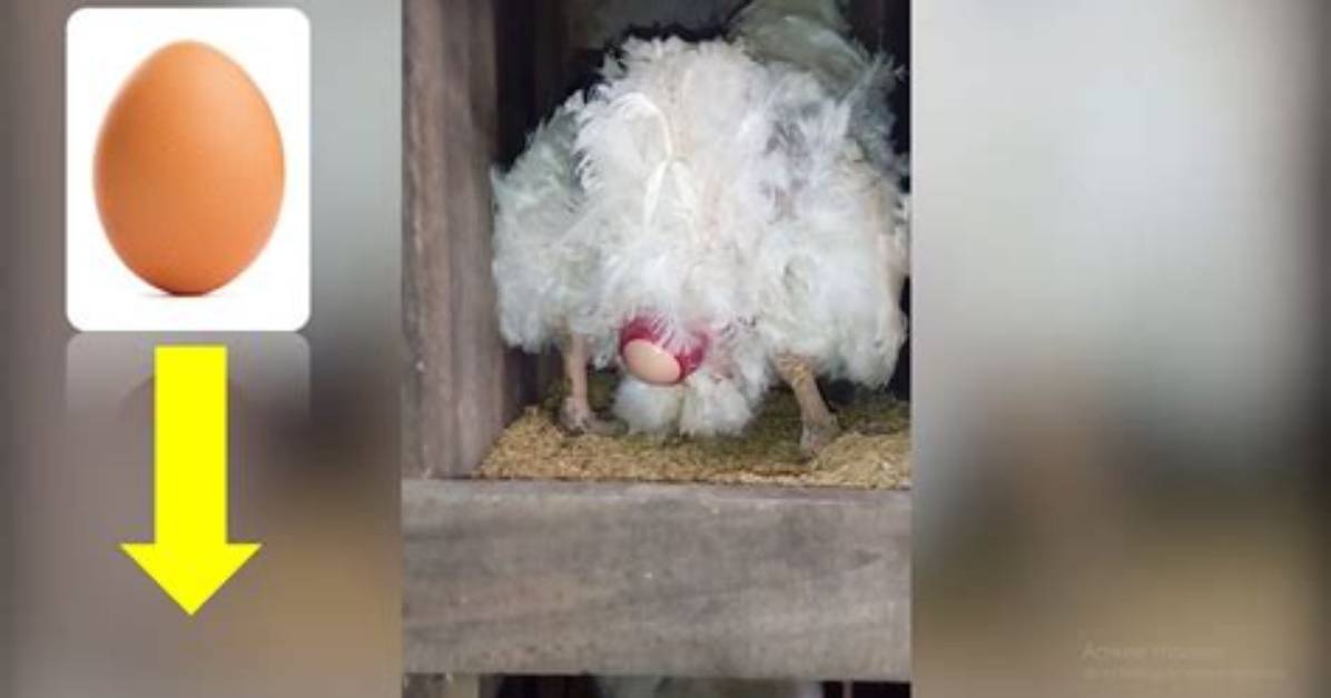 Why Broiler Don't Lay Eggs?