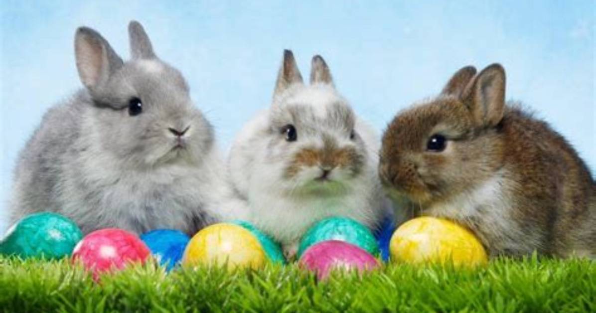 Why Bunnies and Eggs on Easter?