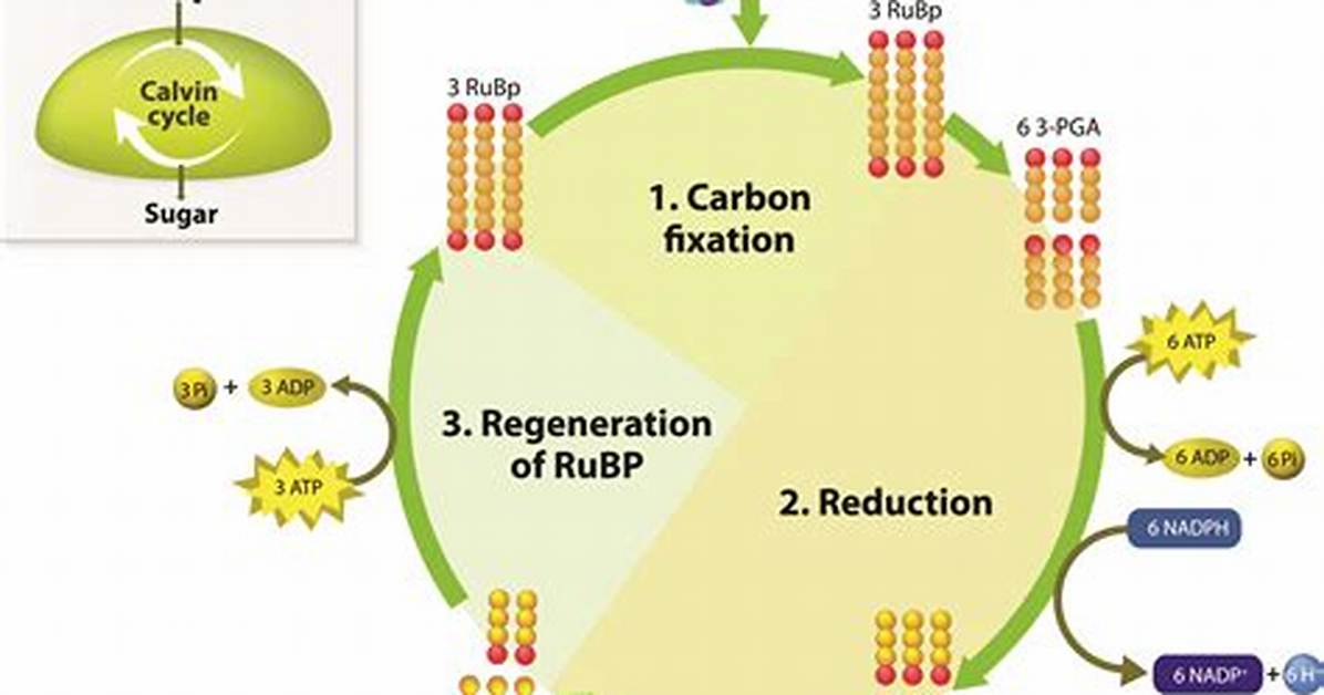 Why C3 Cycle Is Called So?