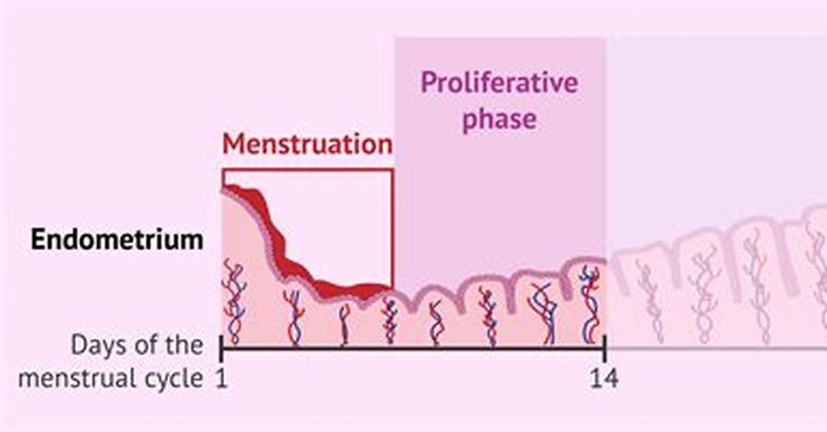 Why Called Proliferative Phase?
