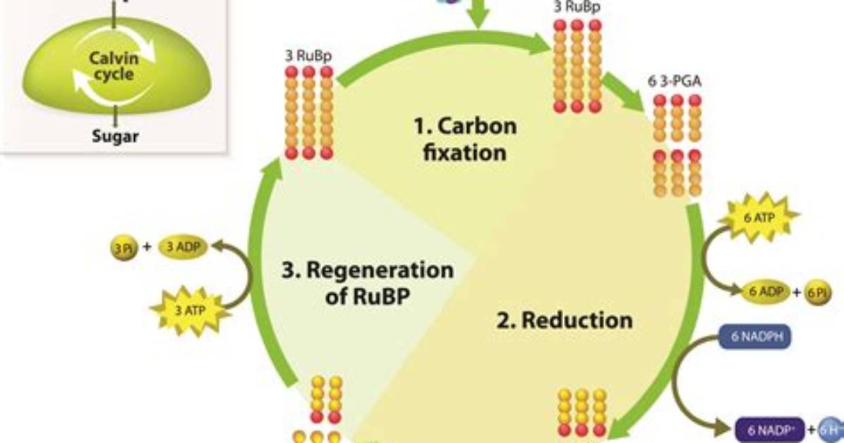 Why Calvin Cycle Is Called C3 Cycle?
