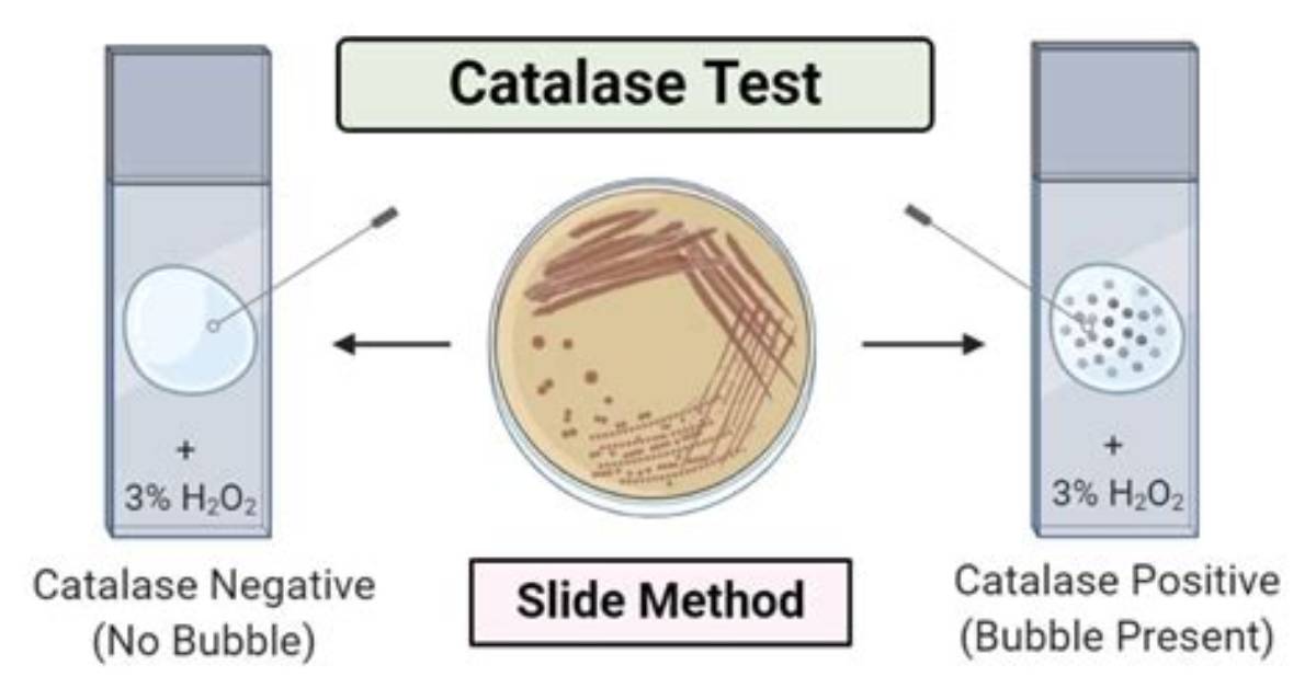 Why Catalase Test Is Done?