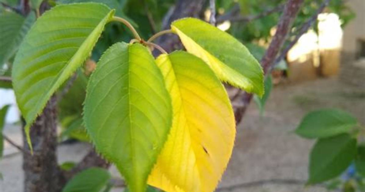Why Cherry Tree Leaves Turning Yellow?