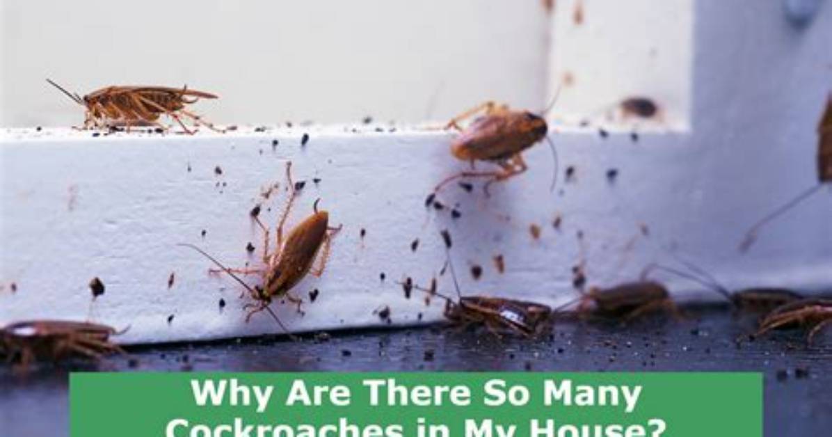 Why Cockroach in House?
