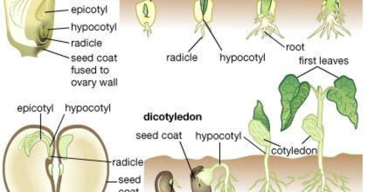Why Cotyledons Are Called Leaf?