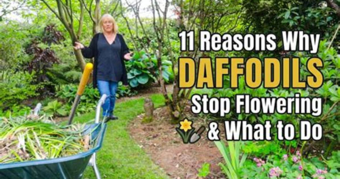 Why Daffodils Stop Blooming?