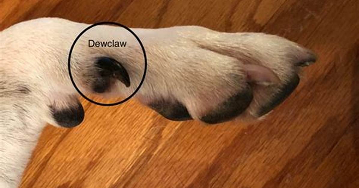 Why Declaw a Dog?
