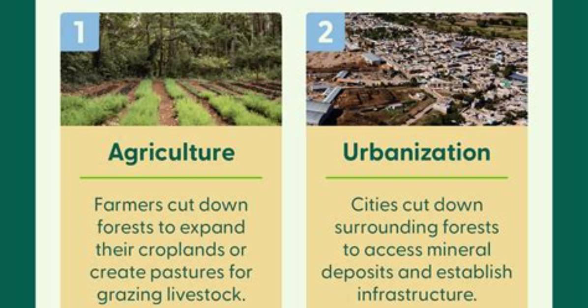 Why Deforestation Is Done?